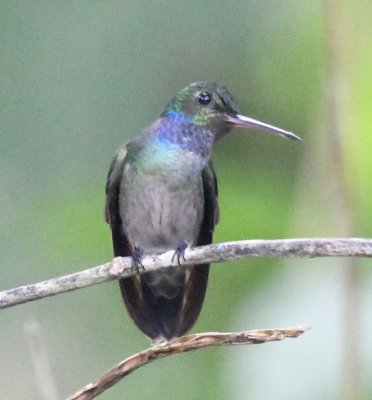 Charming Hummingbird