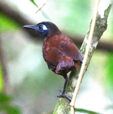 Male Chestnut-backed Antbird