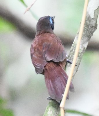 Back view of the Chestnut-backed Antbird