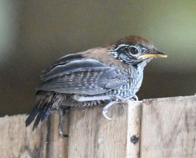Back at the lodge pavilion, this immature Riverside Wren perched in its naivete in clear view for our photographing.