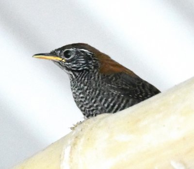 It looked like this adult Riverside Wren was monitoring the proceedings from the relative safety of a high roof beam.