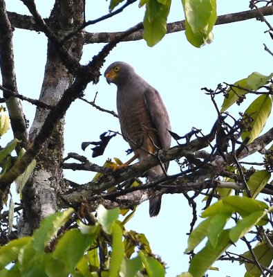 At 3PM, we took a walk around the grounds of the lodge and found this Roadside Hawk.