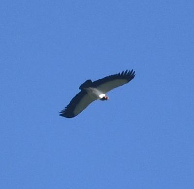 A King Vulture flew overhead.