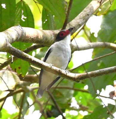 Masked Tityra