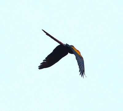 Scarlet Macaws flew along the beach periodically.
