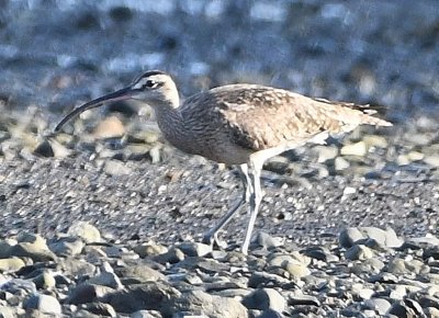 On the beach, we found a Whimbrel.