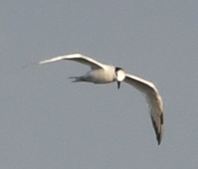 You can't see the 'mustard' on its bill, but this is a Sandwich Tern.