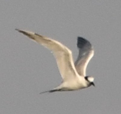 Juvenile or first winter Sandwich Tern, with little to no yellow on tip of bill