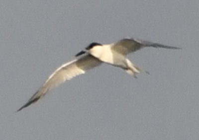 Sandwich Tern, over Playa Blanca, Costa Rica