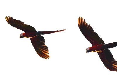 A couple of Scarlet Macaws, flying by in the evening light