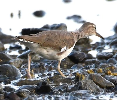 Spotted Sandpiper