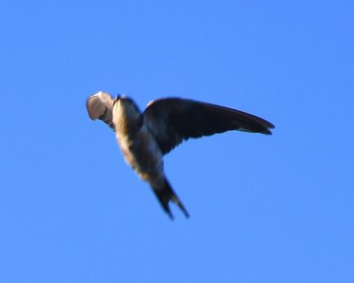 Blurry, unidentified swallow