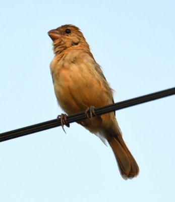 The bill doesn't look quite right for this to be a female Variable Seedeater, but if not, what?