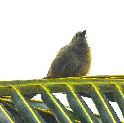 Palm Tanager