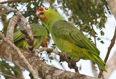 Red-lored Parrots