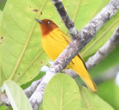 There was also a Mangrove Warbler at the same stop.