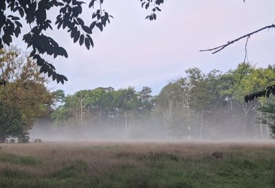 We met at 5:30AM again and Chito had heard an owl, so we walked over to the road. On the west (I think) side of the road was an open field that still had fog from the high humidity and cool air overnight.