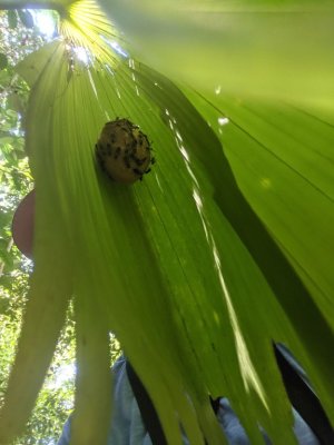 Chito was talking about bats that live under palm leaves, but when he looked, this leaf had been appropriated by a nest of wasps.
