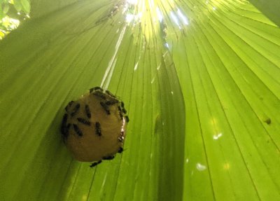 Small wasps and small nest (a little bigger than a golf ball) under a palm leaf