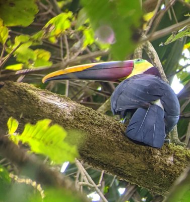 At one stop along the trail, we saw a Yellow-throated Toucan sitting just above us.