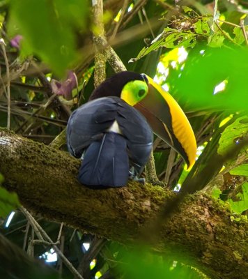 Yellow-throated Toucan