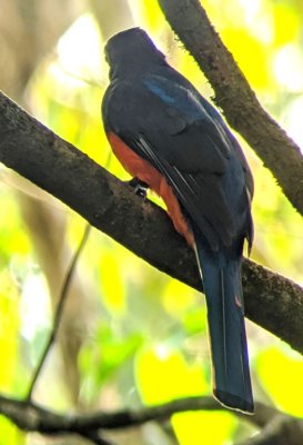 At 3PM, our group gathered again for our afternoon walk. Chito found three Baird's Trogon's along the trail, this male, a female and a juvenile.
