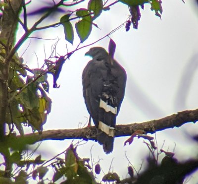 Chito got very excited when he saw the red eye and red legs that identify this Crane Hawk.
Digiscope photo taken by Chito Motina, using his Leica spotting scope and my Pixel phone camera