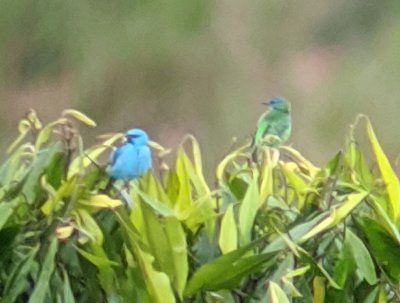 After Chito came to the top of the tower, he took some photos of a male and female Blue Dacnis through his spotting scope.
Digiscope photo taken by Chito Motina, using his Leica spotting scope and my Pixel phone camera