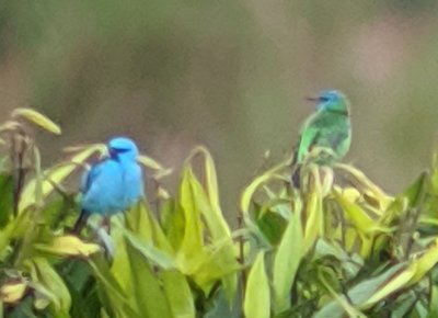 Male and female Blue Dacnis
Digiscope photo taken by Chito Motina, using his Leica spotting scope and my Pixel phone camera