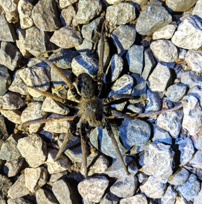On the walk back to our room, Mary and I found this big wolf spider on the rock path.