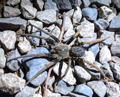 Wolf spider, last observation of the day--well, there were probably some unphotographed insects in the bathroom when we got back to the cabin