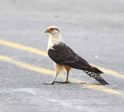 When we arrived at Rio Rincn, there was a Yellow-headed Caracara in the middle of the bridge.