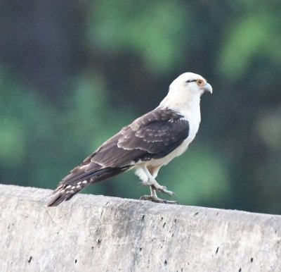 The Yellow-headed Caracara hopped up to the rail of the bridge before flying away.