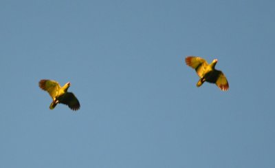 A couple of Red-lored Parrots flew overhead.