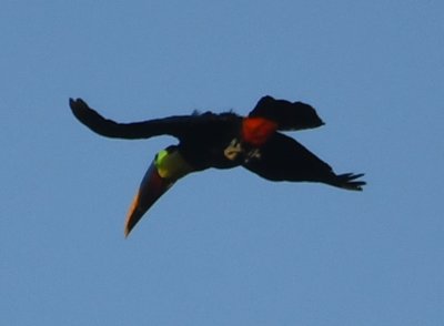 As the sun rose, birds like this Yellow-throated Toucan flew back and forth across the river.
