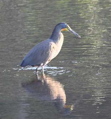 In the river below, we saw a Bare-throated Tiger-Heron.
