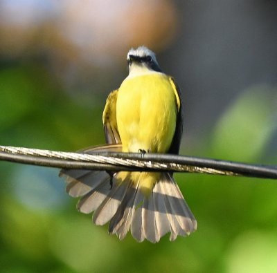 On the wire above the bridge, a Gray-capped Flycatcher flaired its tail feathers for us.