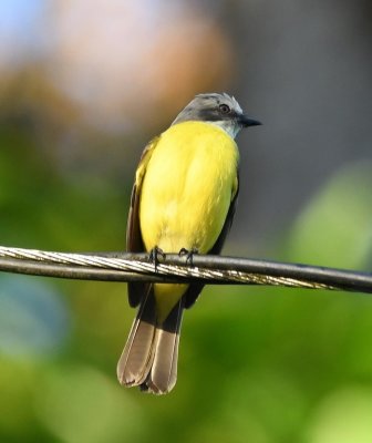 Gray-capped Flycatcher