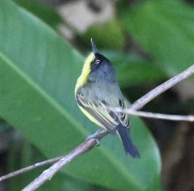 There were several birds in the shade at the end of the bridge, including this Common Tody-Flycatcher.
