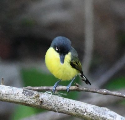 Common Tody-Flycatcher
Looking from the top, its bill is surprisingly broad.