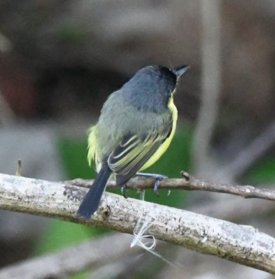 Back view of the Common Tody-Flycatcher
