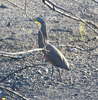 Bare-throated Tiger-Heron, walking back onto the bank of the river