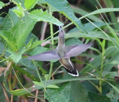 This Long-billed Hermit hovered among the bushes alongside the bridge.