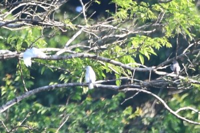 Chito told us a common behavior of the cotingas was to fly back and forth among the trees. At one time, we saw as many as 6 males and females, but I was only able to get 4 in one photo--3 males and a lone female off to the right.