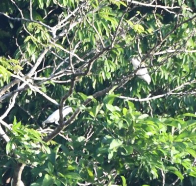 Two of the male Yellow-billed Cotingas