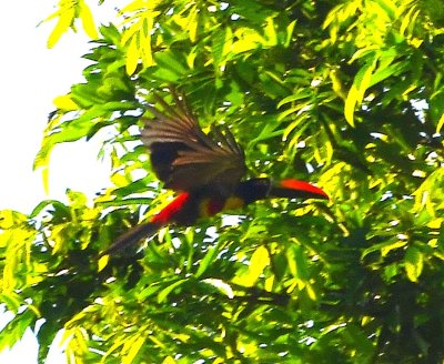 A Fiery-billed Aracari flew from one side of the river to the other.