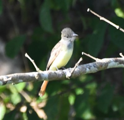 This Great-crested Flycatcher perched on the opposite bank of the river.