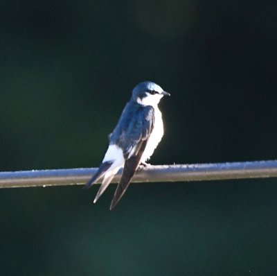 There were also some Mangrove Swallows perched on the wire.