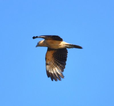 A Yellow-headed Caracara flew along the bridge above us, perhaps, the same one we'd seen on the bridge when we arrived.