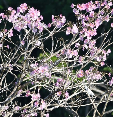 We got one last look at a Yellow-billed Cotinga in this pink-flowered tree.